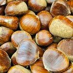 Castanea sativa Vaisius