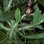 Bulbophyllum macranthum Fleur