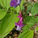 Lathyrus vernus Blomma