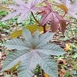 Ricinus communis Leaf