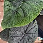 Alocasia melo