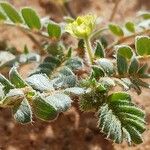 Tribulus pentandrus Blomma