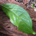 Poecilanthe hostmannii Hoja