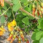 Colutea orientalis Flor