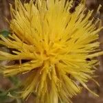 Centaurea collina Blüte