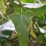 Rumex abyssinicus Hoja