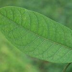 Polyscias fulva Blatt