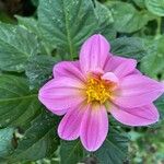 Dahlia tenuicaulis 花