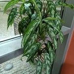 Aglaonema commutatumLeaf