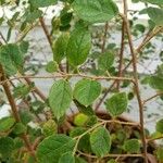 Loropetalum chinense Leaf