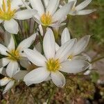 Zephyranthes candida (Lindl.) Herb.Květ