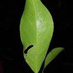 Hymenopus operculipetalus Leaf