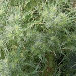 Cardopatium corymbosum Hoja