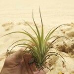 Tillandsia fasciculata Blad