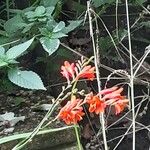 Crocosmia × crocosmiiflora ফুল