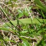 Tofieldia calyculata Lehti