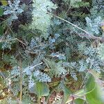 Artemisia caerulescens Hábito