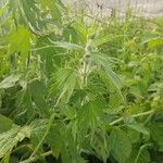Leonurus quinquelobatus Hoja
