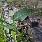 Strelitzia nicolai Φλοιός