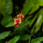 Caesalpinia pulcherrima Blüte