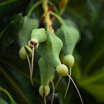 Barringtonia asiatica Fruit