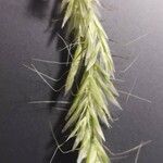 Helictochloa bromoides Fula