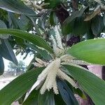Acacia mangium Blomst