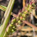 Setaria verticillata Blüte