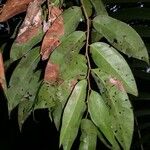 Marcgravia nepenthoides Leaf