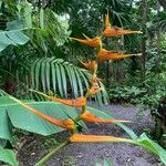 Heliconia latispatha Flor