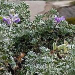 Lupinus albifrons फूल