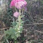 Sedum telephium 花