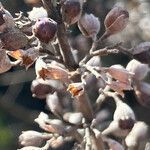 Salvia apiana Fruit