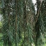 Picea breweriana Folha