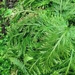 Selaginella viticulosa Агульны выгляд