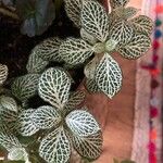 Fittonia albivenisLapas