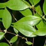 Myrciaria floribunda Leaf