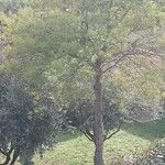 Acacia dealbata 树皮
