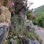 Epilobium dodonaei Habit