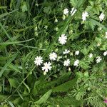 Stellaria holosteaFlor