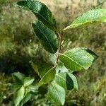 Salix auritaপাতা