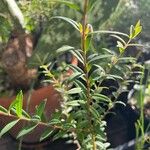 Melaleuca hypericifolia Folha