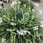 Tulbaghia simmleri Flor
