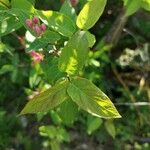 Lonicera tatarica Yaprak