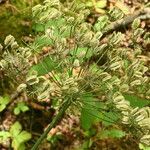 Laserpitium latifolium Fruit