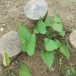 Ipomoea batatas Frutto