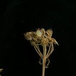 Tordyliopsis brunonis Fleur