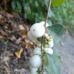 Symphoricarpos albusПлод