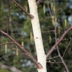 Betula populifolia অভ্যাস