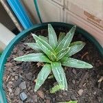 Agave victoriae-reginae Leaf